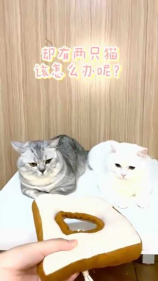 大猫生活小妙招，实用日常指南视频